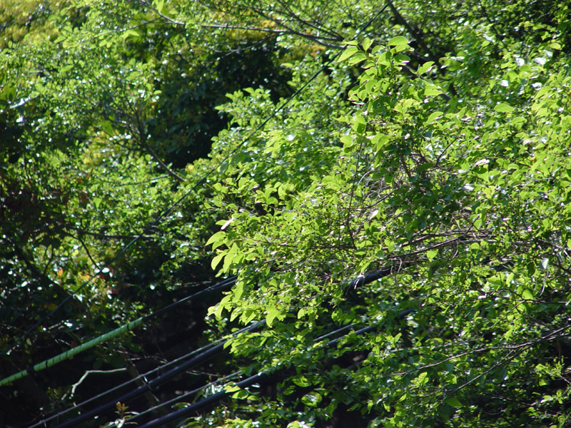 image0006
