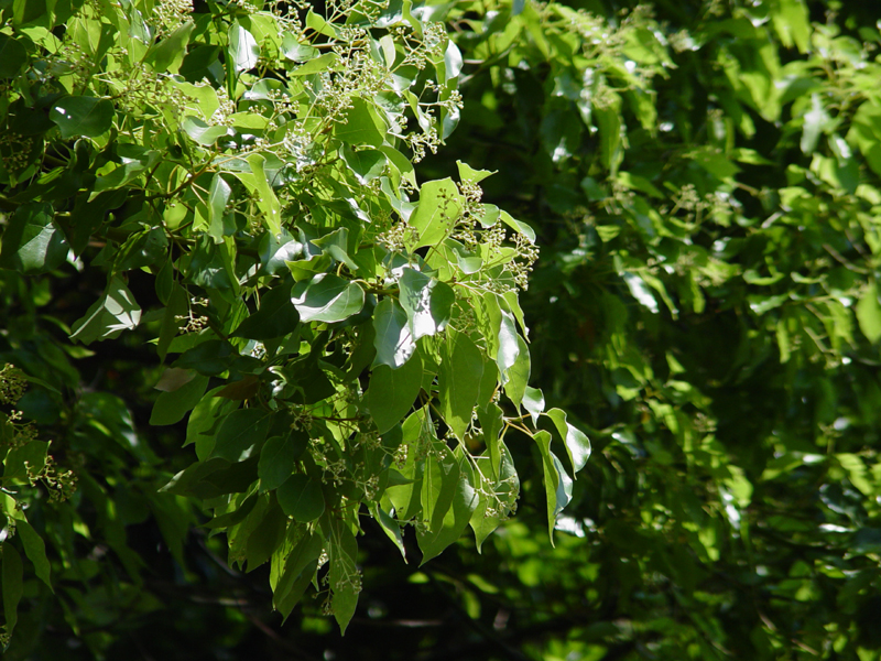 image0030