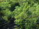 image0006
