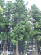 image0029